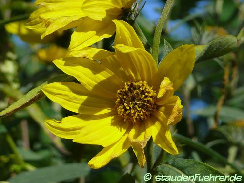 Bild Helianthus maximiliani