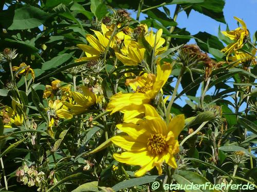 Image Helianthus maximiliani