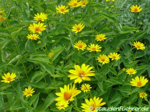 Image Heliopsis helianthoides