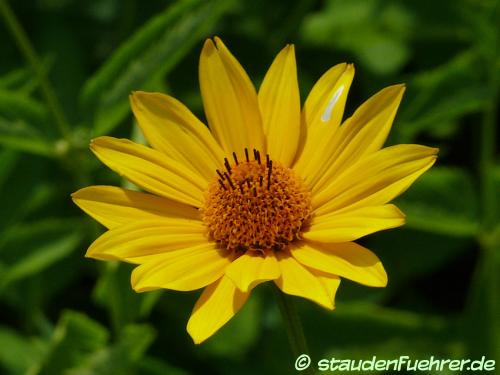 Bild Heliopsis helianthoides