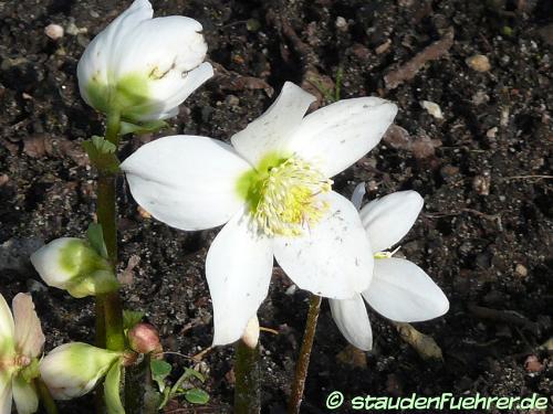 Image Helleborus niger