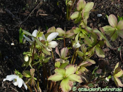 Bild Helleborus niger