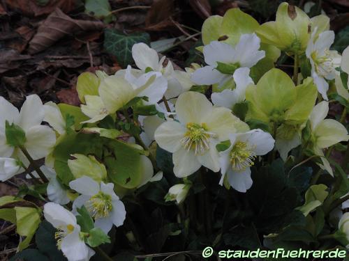 Image Helleborus niger