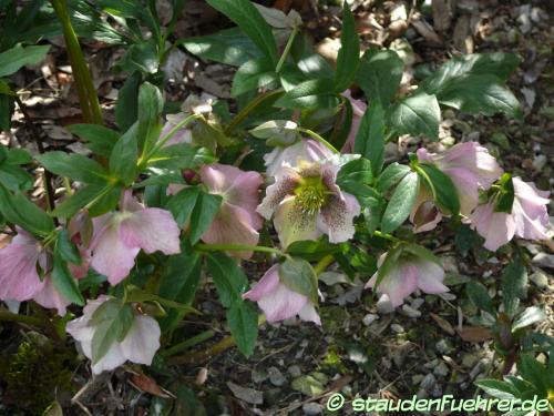 Image Helleborus orientalis 'SP Conny'