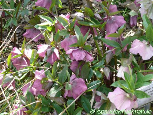 Image Helleborus orientalis 'SP Conny'