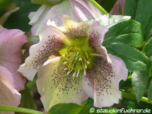 Bild Helleborus orientalis 'SP Conny'