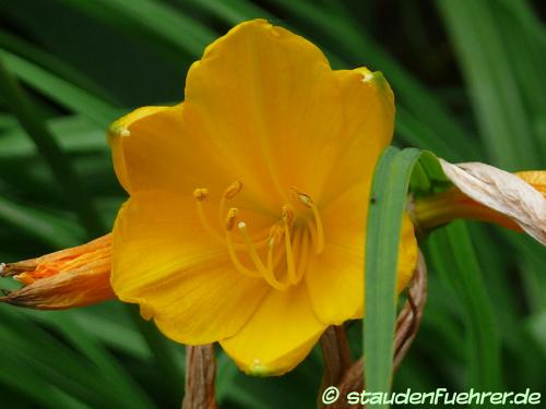 Bild Hemerocallis middendorfii