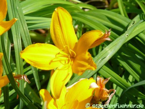 Bild Hemerocallis dumortieri