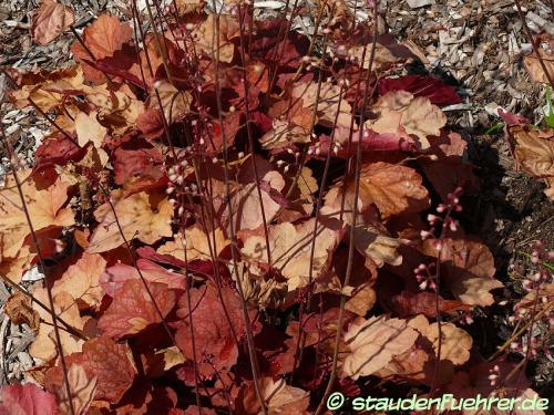 Bild Heuchera 'Amber Lady'