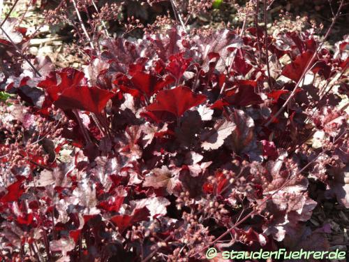 Bild Heuchera ‘Berry Marmalade’