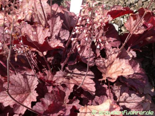 Image Heuchera villosa 'Berry Smoothie'