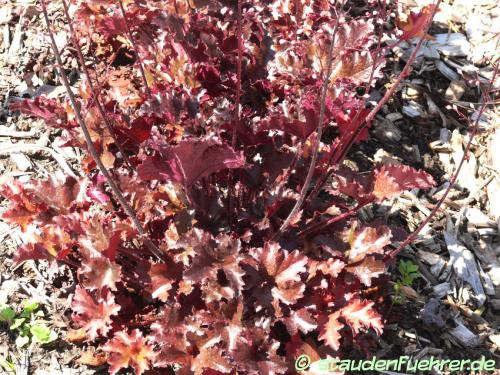 Image Heuchera hybride 'Black Taffeta'