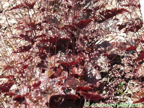 Image Heuchera villosa 'Blackout'