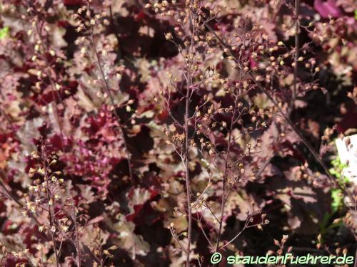 Image Heuchera hybride 'Can Can'