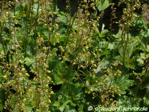 Image Heuchera cylindrica