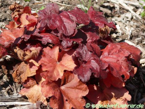 Image Heuchera micrantha 'Fire Alarm'