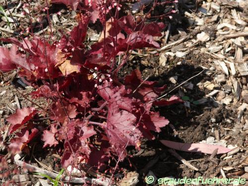 Image Heuchera micrantha 'Fire Chief'