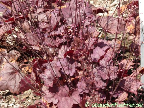 Bild Heuchera ‘Georgia Plum’