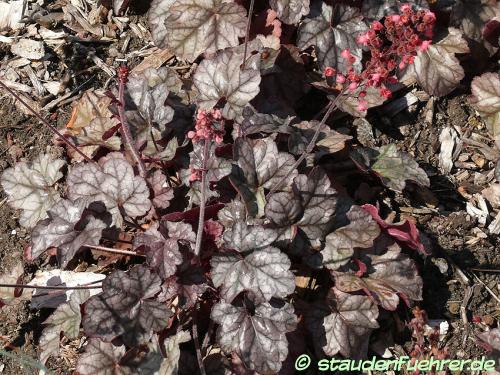 Bild Heuchera ‘Hollywood’