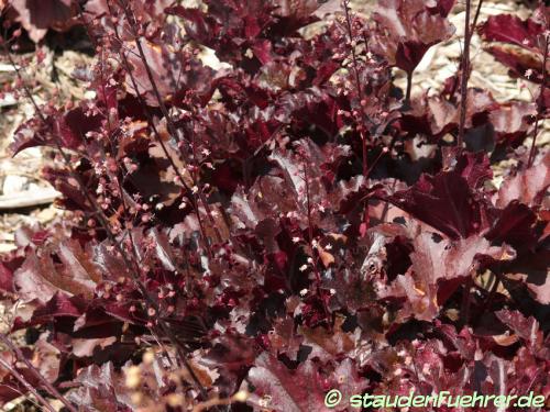 Bild Heuchera ‘Midnight Ruffles’