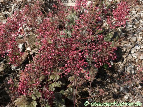 Image Heuchera ‘Rave On’