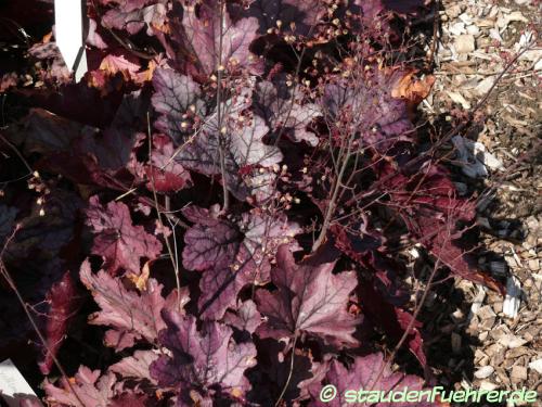 Bild Heuchera ‘Spellbound’