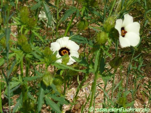 Image Hibiscus sabdariffa