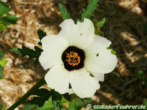 Bild Hibiscus sabdariffa