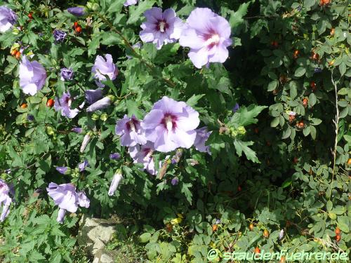 Image Hibiscus syriacus 'Blue Bird'