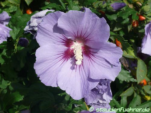 Image Hibiscus syriacus 'Blue Bird'