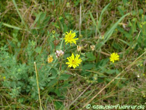 Image Hieracium murorum