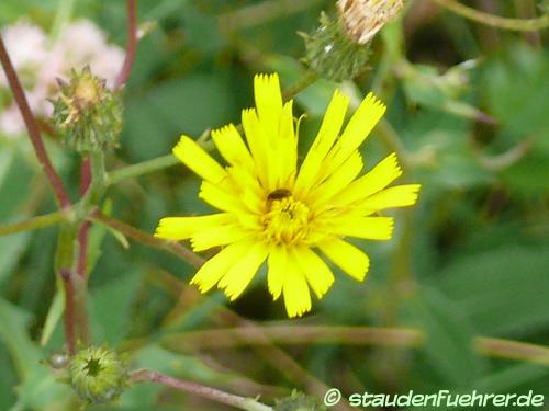 Bild Hieracium murorum