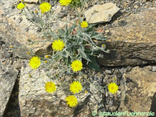 Bild Hieracium villosum