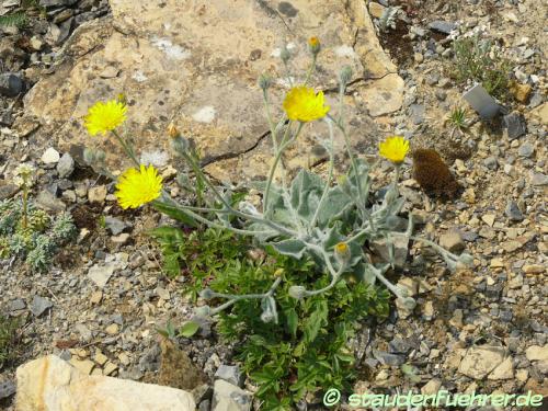 Bild Hieracium villosum