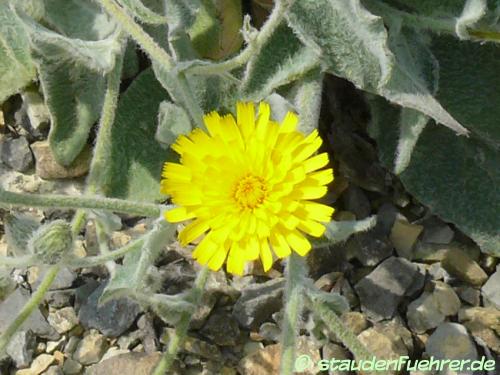 Bild Hieracium villosum