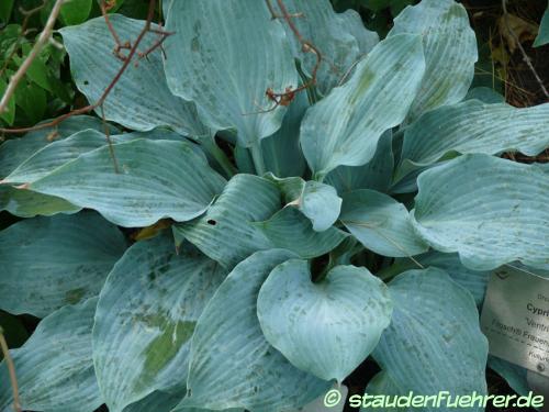 Image Hosta 'Blue Wedgewood'