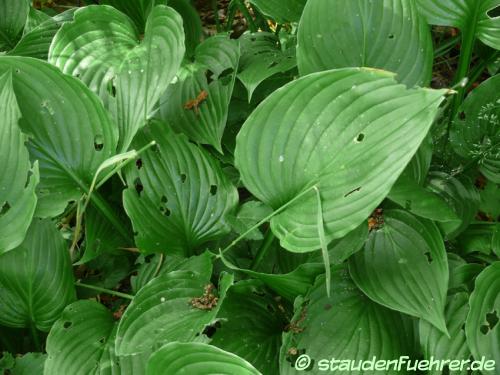 Image Hosta clausa