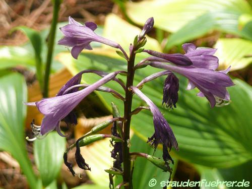 Bild Hosta clausa