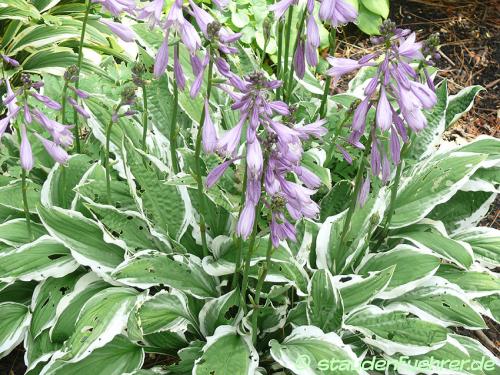 Image Hosta Hybr. 'Ginko Craig'