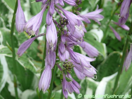 Bild Hosta Hybr. 'Ginko Craig'