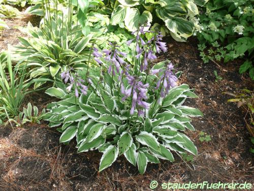 Image Hosta Hybr. 'Ginko Craig'