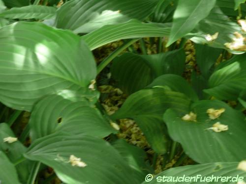 Bild Hosta 'Gold Edger'