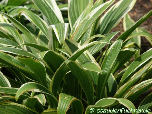 Image Hosta helenioides 'Albo-Picta'