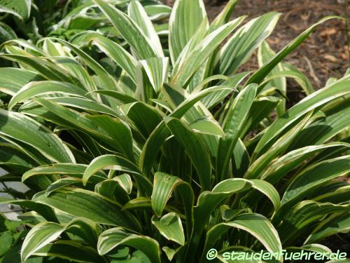 Bild Hosta helenioides 'Albo-Picta'