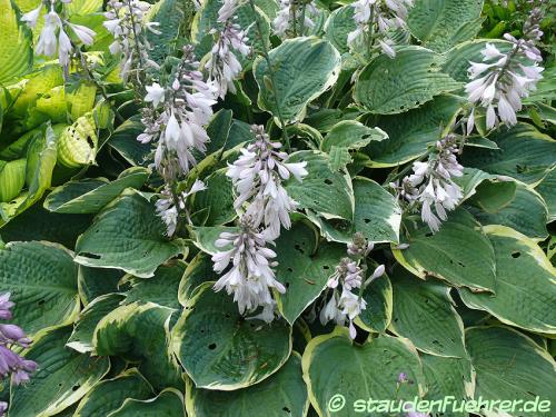 Bild Hosta Hybride 'Fringe Benefit'