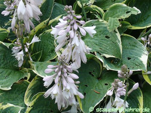 Image Hosta Hybride 'Fringe Benefit'