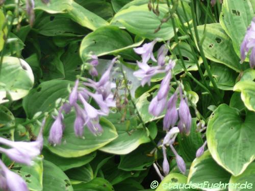 Image Hosta nakaiana 'Golden Tiara'