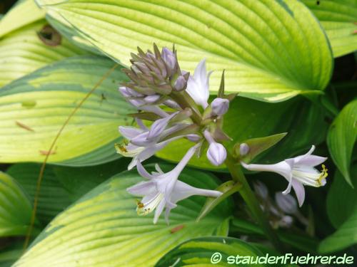 Bild Hosta Hybr. 'June'