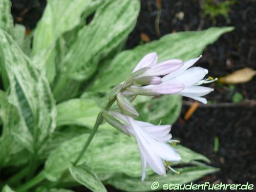 Image Hosta 'London Fog'