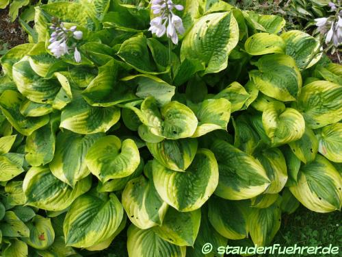 Bild Hosta 'Summer Breeze'